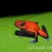 frog_dart_poison_tar_h_0711_cos1042.jpg